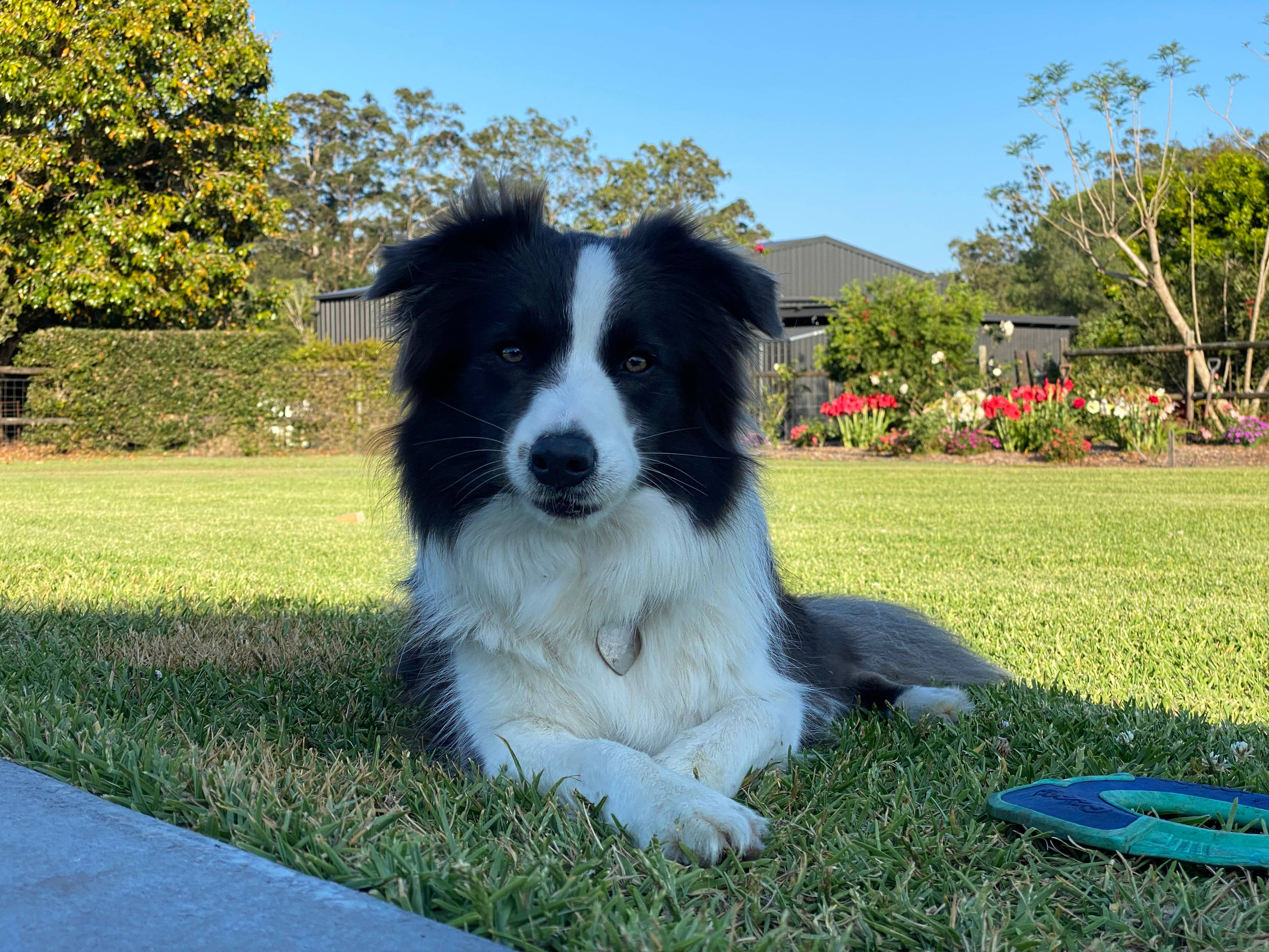A picture of a dog, with a neutral expression, lying on grass, next to a blue frisbee.